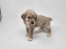 Cocker Spaniel