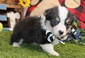 American Corgi