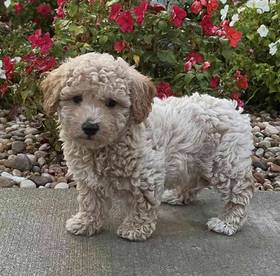 Bichon-Poodle