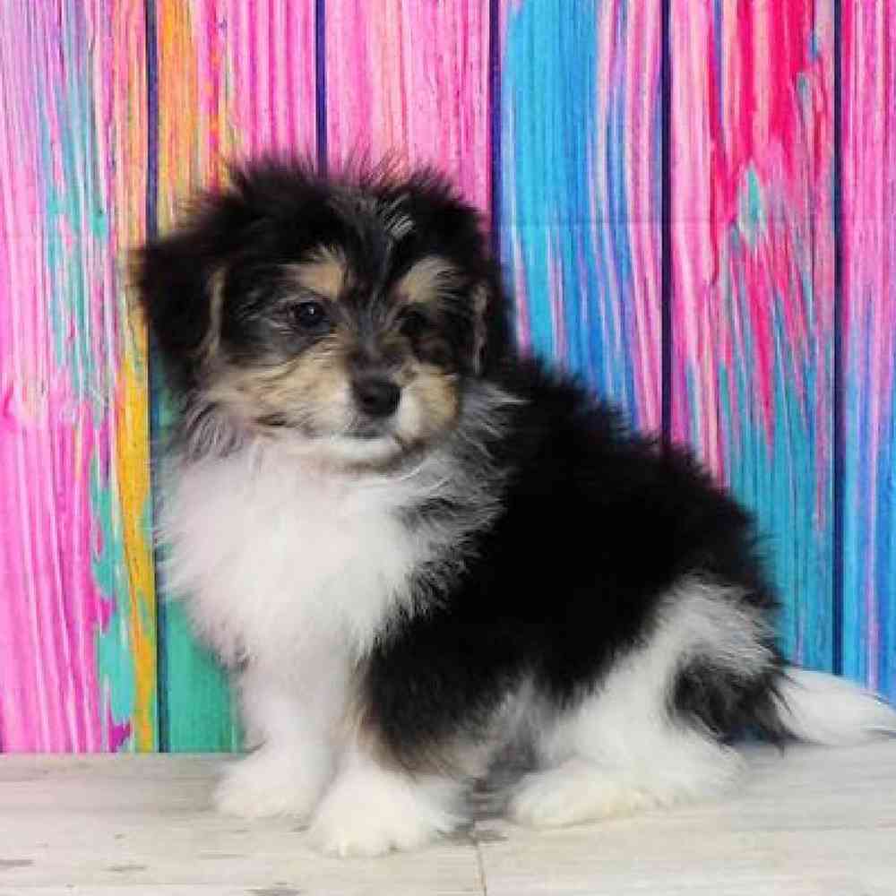 Male pomachon Puppy for sale