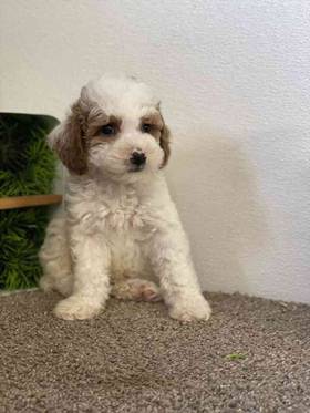 Moyan Poodle