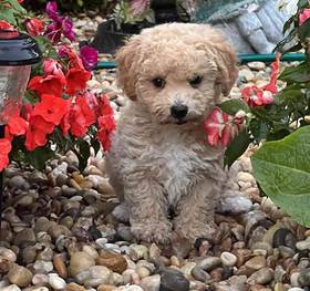 Bichon-Poodle