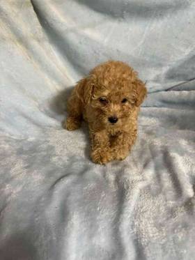 Poodle