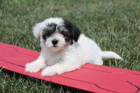 Coton De Tulear